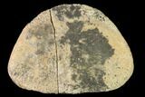 Fossil Hadrosaur Phalange - Alberta (Disposition #-) #143314-1